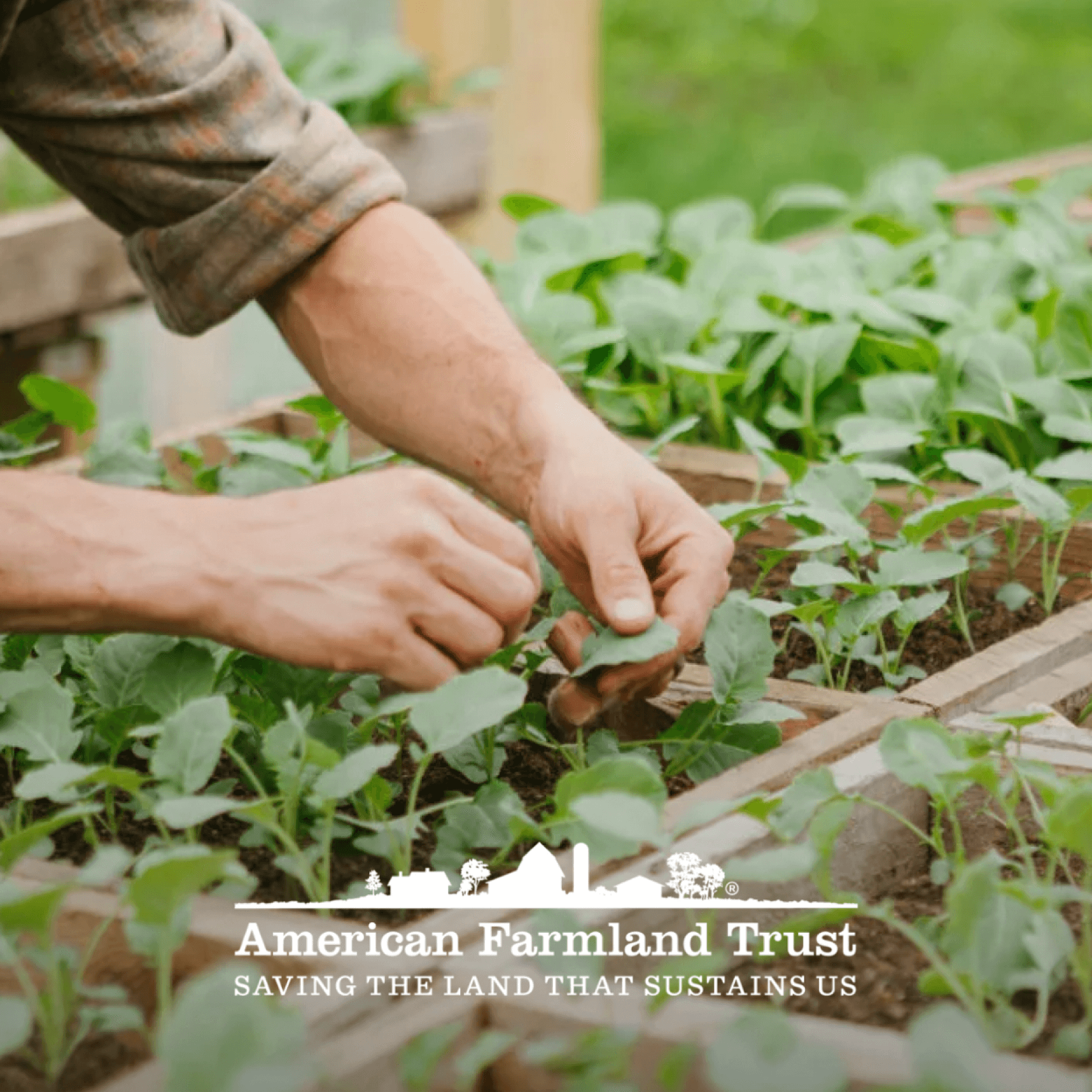 Hands working in planter